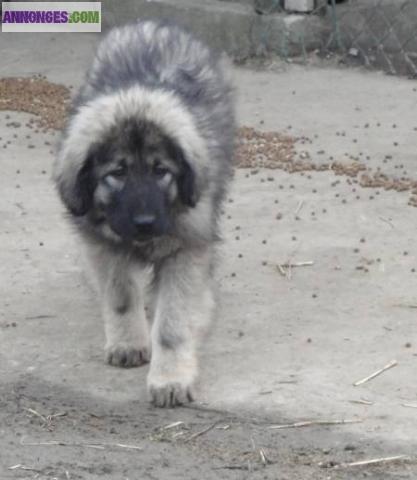 Chiots sarplaninec des lions de macedoine disponible