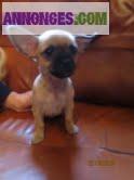 BB type chihuahua non inscrit au LOF