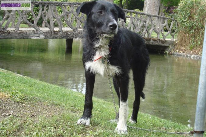 A ADOPTER "YOULA" CHIENNE TYPE BORDER COLLIE