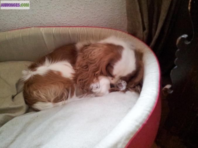 Cherche femelle pour saillie Cavalier King Charles