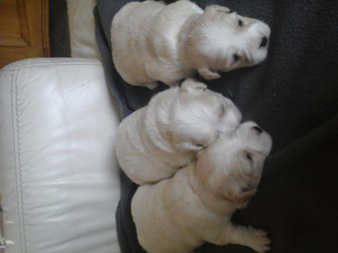 Chiots bichons