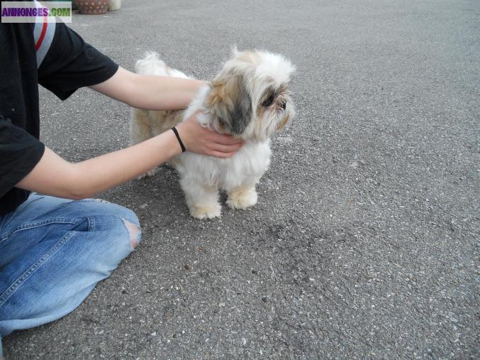 Male shih-tzu adulte