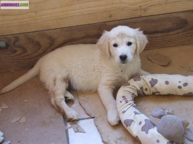 Golden retriever non lof