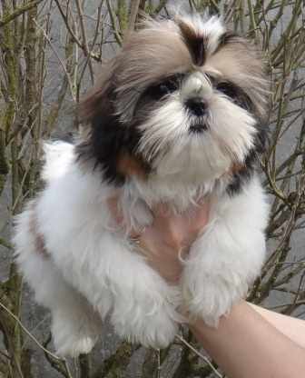 Adorable Chiot Shih Tzu lof à donner