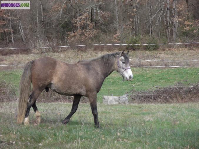 PRAIRIES POUR CHEVAUX