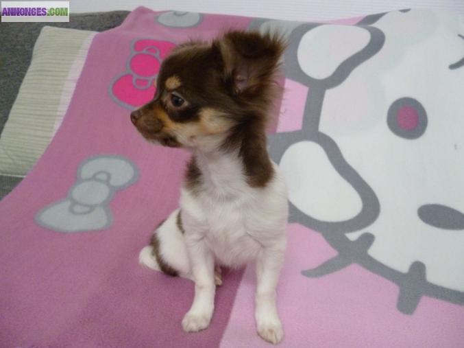 CHIOT MALE DE TYPE CHIHUAHUA CHOCOLAT/TAN/BLANC