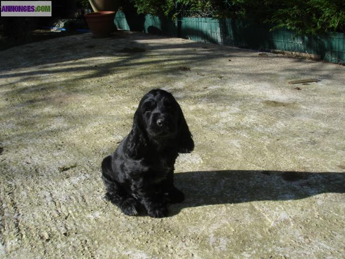 CHIOTS TYPE COCKER ANGLAIS