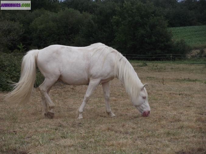 PRAIRIES POUR CHEVAUX