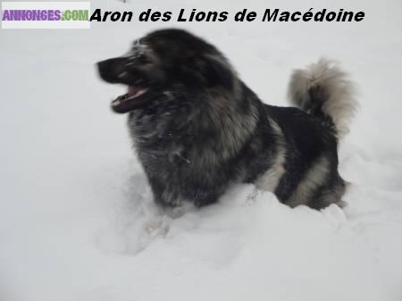 Chiots sarplaninec des lions de macedoine à réserver