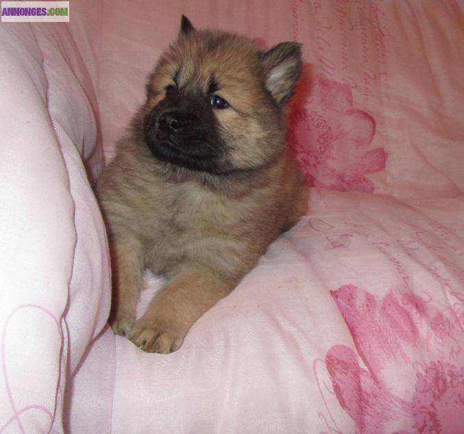 Chiots eurasier L.O.F