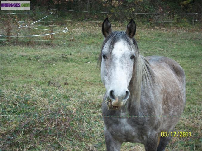 PRAIRIES POUR CHEVAUX