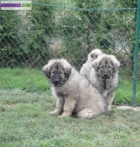 Chiots sarplaninec des lions de macedoine disponible