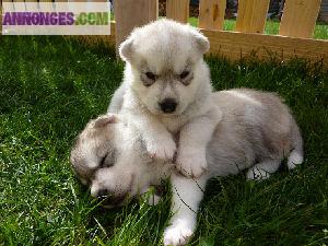 Chiots type husky sibérien Lof pour famille