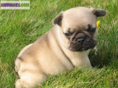 Chiot bouledogue francais