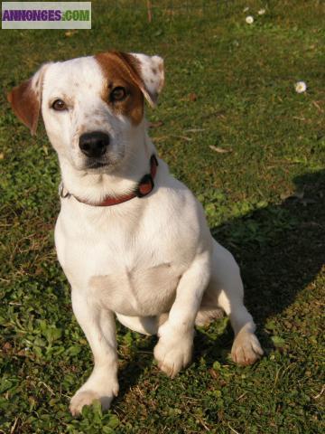 Jack russel LOF pour saillie