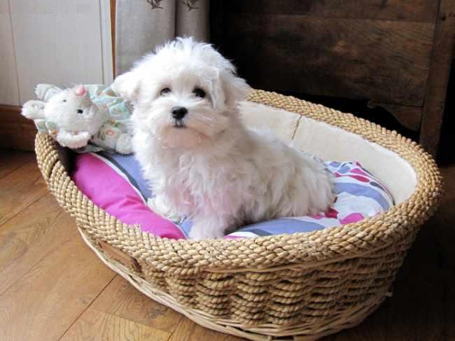 Magnifique chiot Bichon maltais à donner