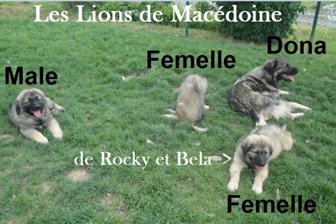 1male et 2femelles Berger Yougoslave CHIEN DE GARDE