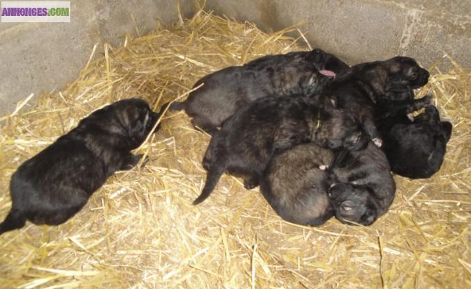 Chiots à réserver SARPLANINEC DES LIONS DE MACEDOINE