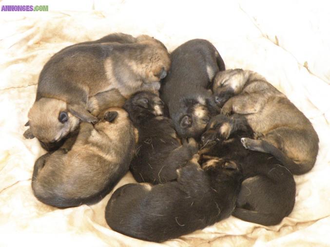 Chiots berger allemand lof