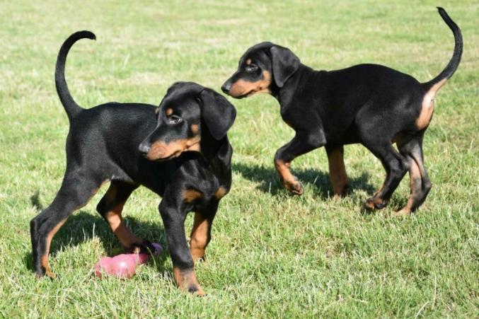 Chiots Dobermann mâles et femelles LOF 