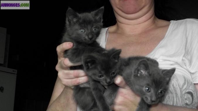 Chatons bleu de russie