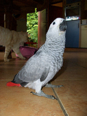 Cède mon perroquet gris du gabon