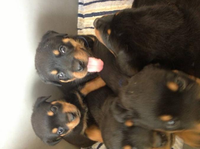 Chiots rottweiler au lof