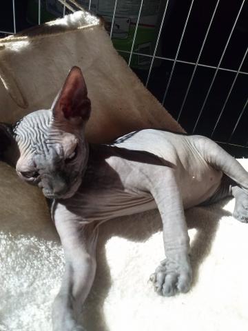 Chat sphynx