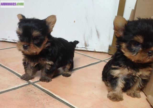 Très belles chiots Yorkshire Terrier Toy