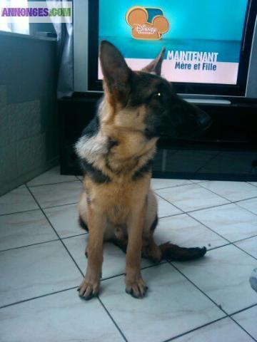 Male type berger allemand non lof