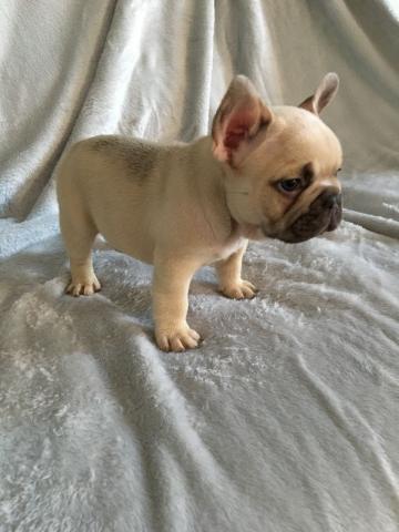 Chiot bouledogue Francais