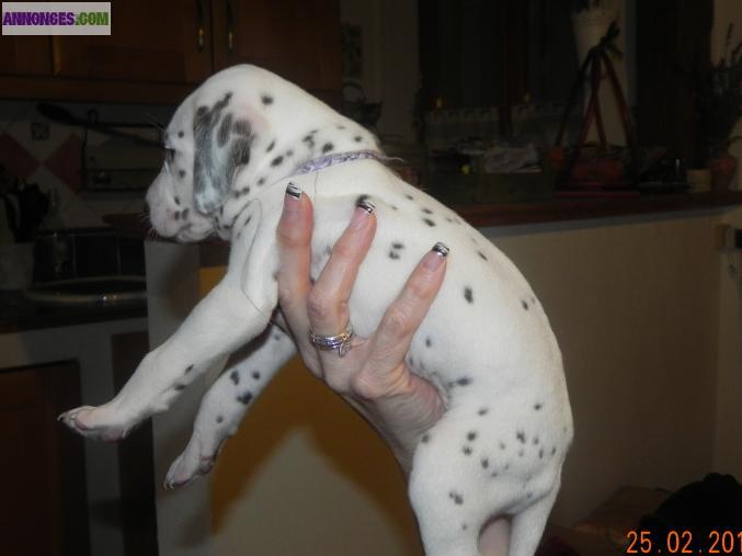 Chiots type dalmatien