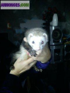 Furet