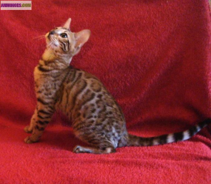 Chatonne Bengal Brown Spotted Tabby