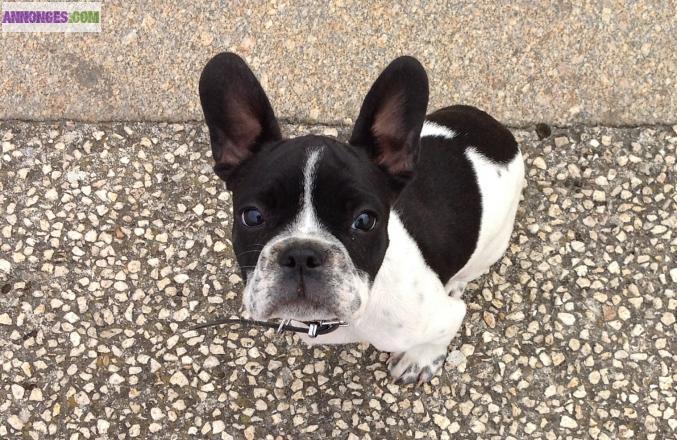 Adorable Bouledogue Francais.