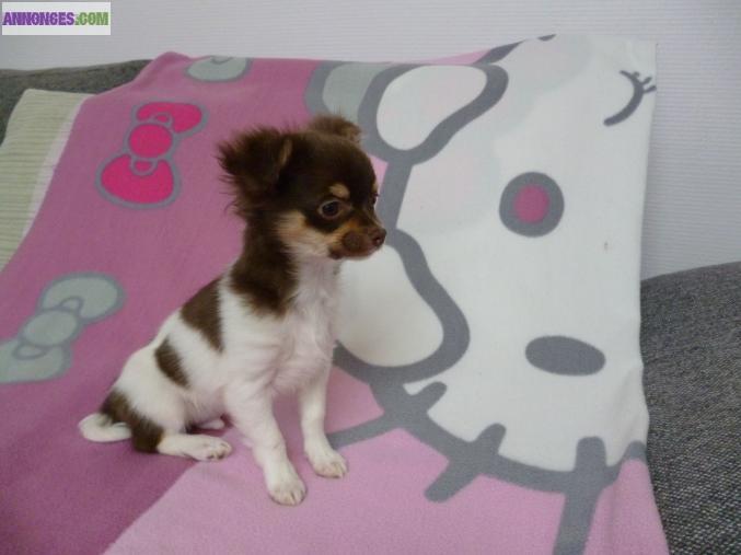 CHIOT MALE DE TYPE CHIHUAHUA CHOCOLAT/TAN/BLANC