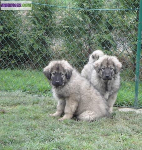 Chiots de garde - SARPLANINEC DISPONIBLE