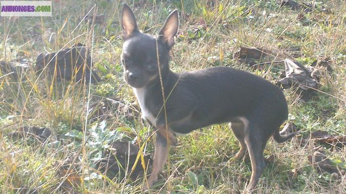 Chiot chihuahua bleu