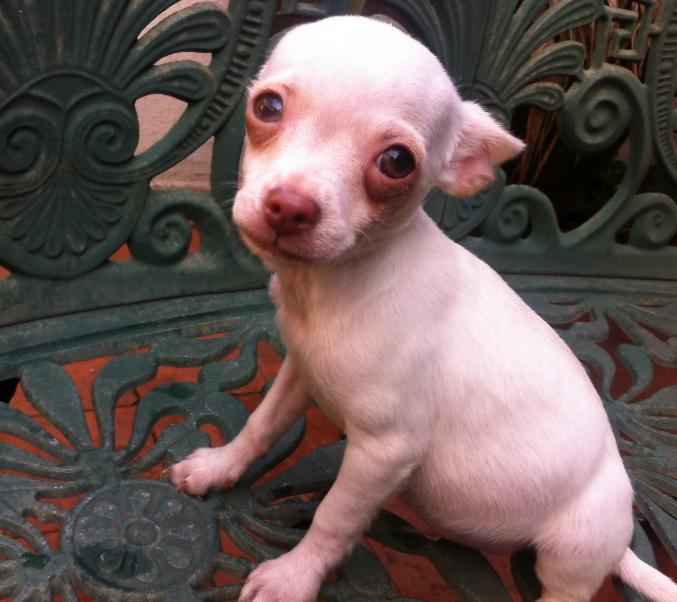 A Vendre Chihuahua.