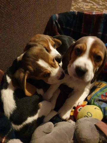 Magnifique chiots Beagle 