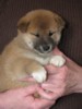 Adorables chiots d'apprence shiba inu non lof