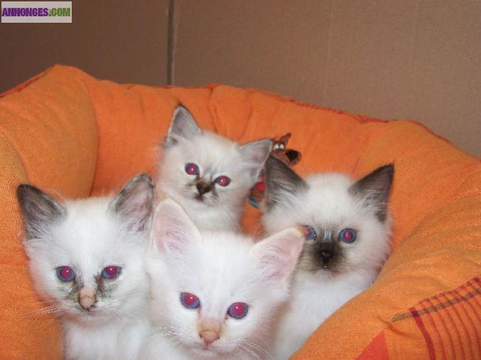 Chatons sacre birmanie disponible