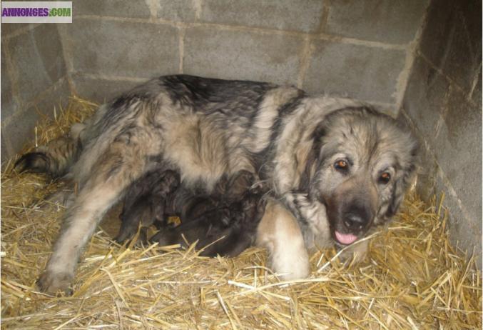 Chiots champion sarplaninec des lions de macedoine à réserver