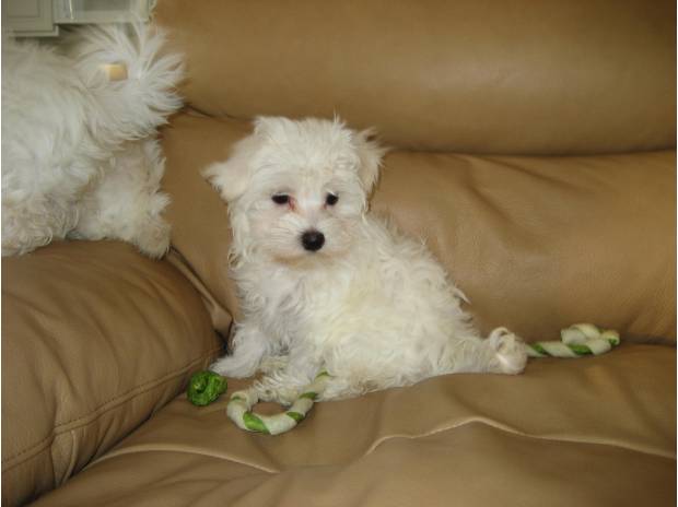 Bebes bichon maltais, lof