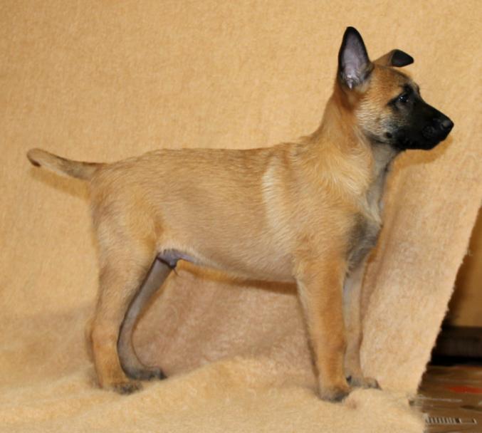 Chiots bergers malinois LOF disponibles