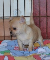 Adorable couple male et femelle type chihuahua