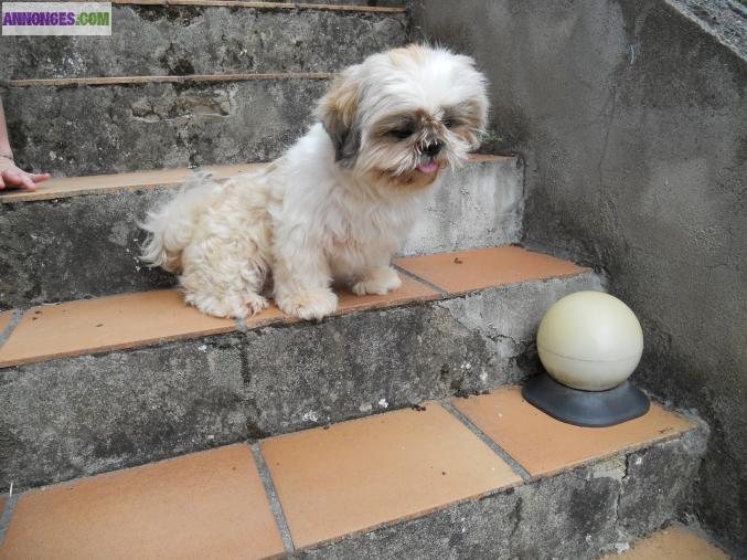 Male shih-tzu adulte