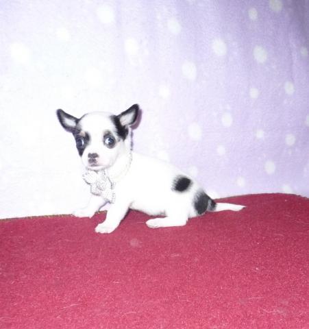 Chiot type chihuahua femelle disponible de suite