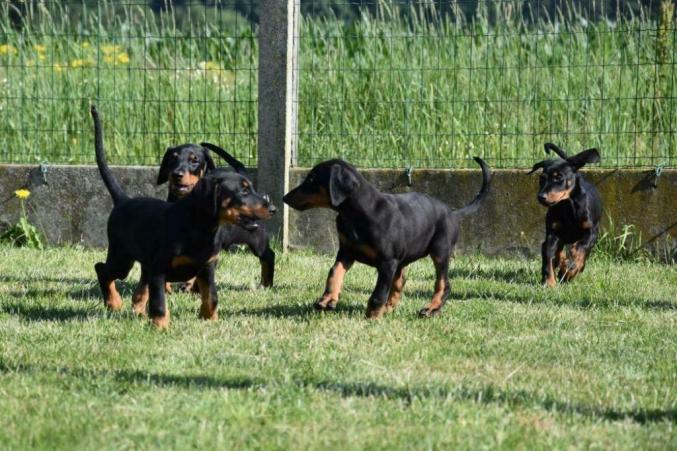 Chiots Dobermann mâles et femelles LOF 