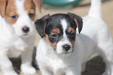 Adorables chiots jack russel no loof à réserver